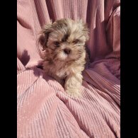 Shih Tzu - Both