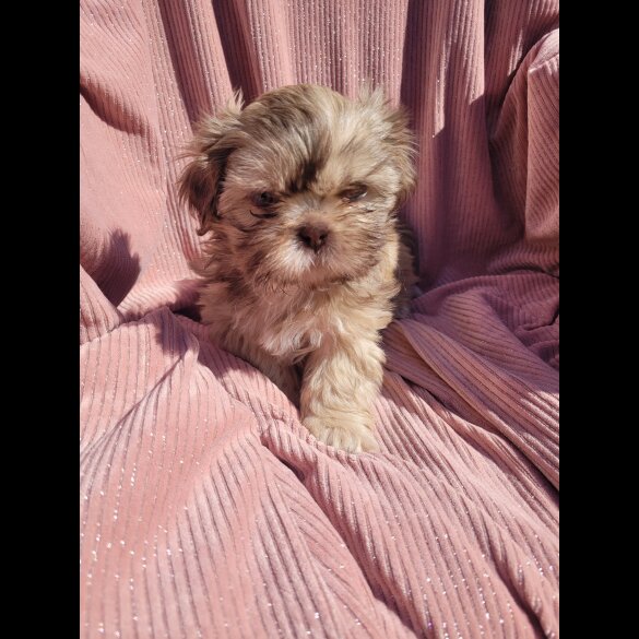 Shih Tzu - Both