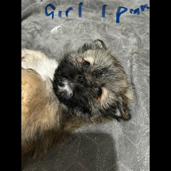 Shih Tzu - Both
