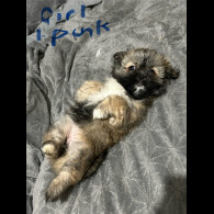 Shih Tzu - Both