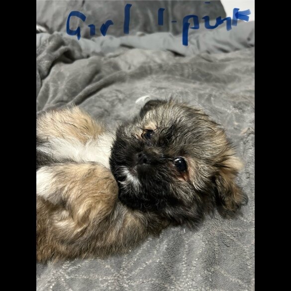 Shih Tzu - Both