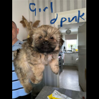 Shih Tzu - Both
