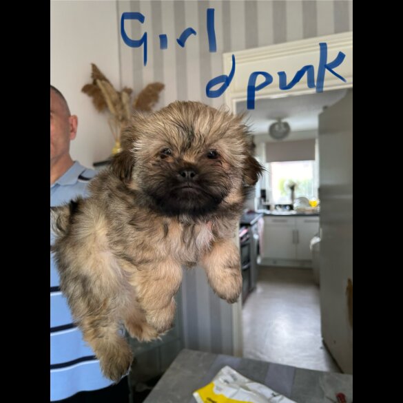 Shih Tzu - Both