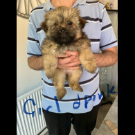 Shih Tzu - Both