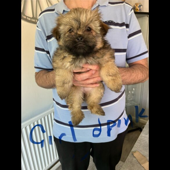 Shih Tzu - Both