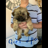 Shih Tzu - Both