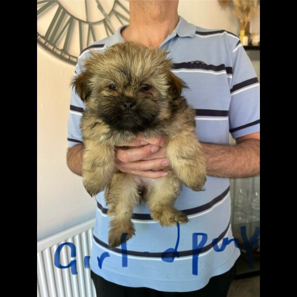 Shih Tzu - Both