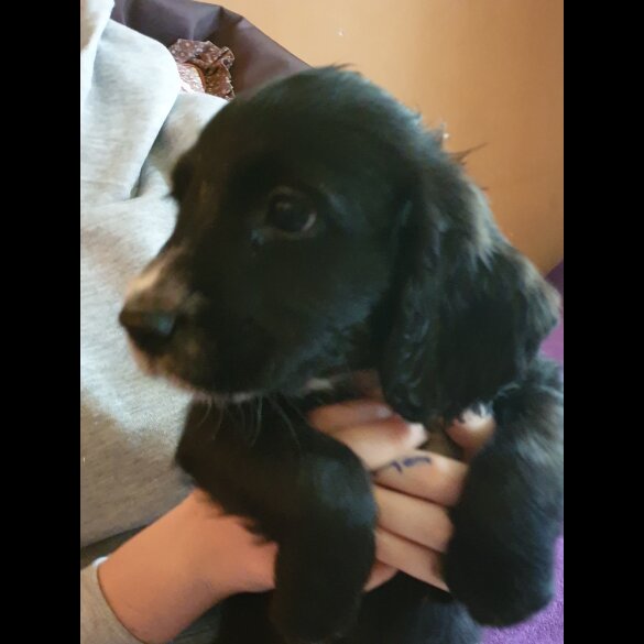 Sprocker Spaniel - Both