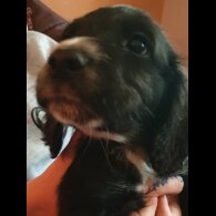 Sprocker Spaniel - Both