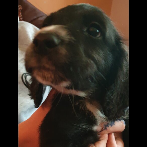 Sprocker Spaniel - Both