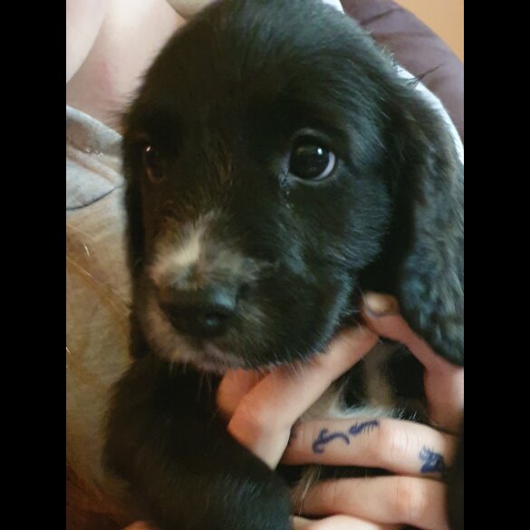 Sprocker Spaniel - Both