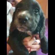 Sprocker Spaniel - Both