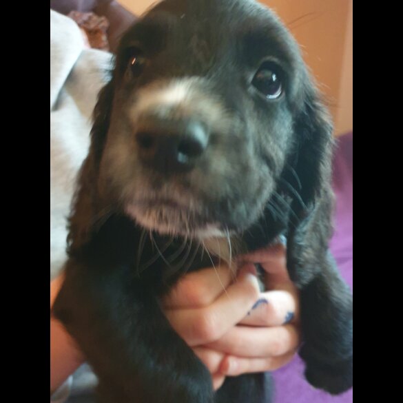 Sprocker Spaniel - Both