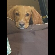 Sprocker Spaniel - Both