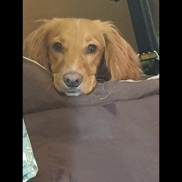 Sprocker Spaniel - Both