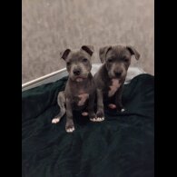 Staffordshire Bull Terrier - Both