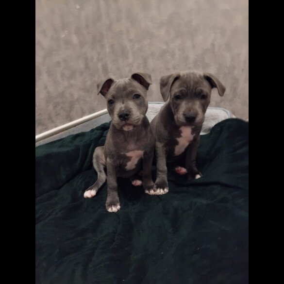 Staffordshire Bull Terrier - Both
