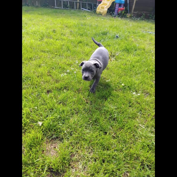 Staffordshire Bull Terrier - Both
