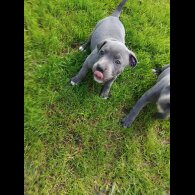 Staffordshire Bull Terrier - Both