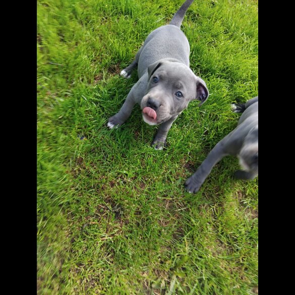 Staffordshire Bull Terrier - Both