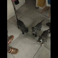 Staffordshire Bull Terrier - Both