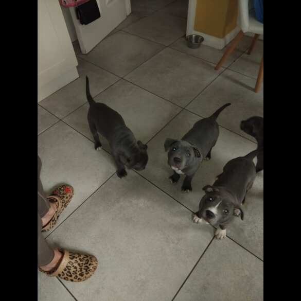 Staffordshire Bull Terrier - Both
