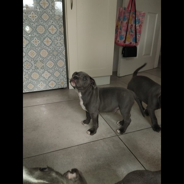 Staffordshire Bull Terrier - Both