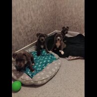 Staffordshire Bull Terrier - Both