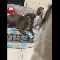 Staffordshire Bull Terrier - Both