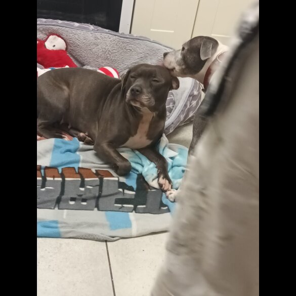 Staffordshire Bull Terrier - Both