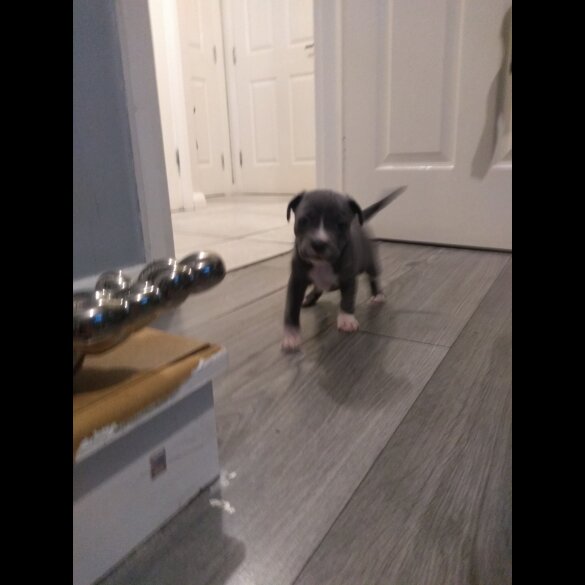 Staffordshire Bull Terrier - Both