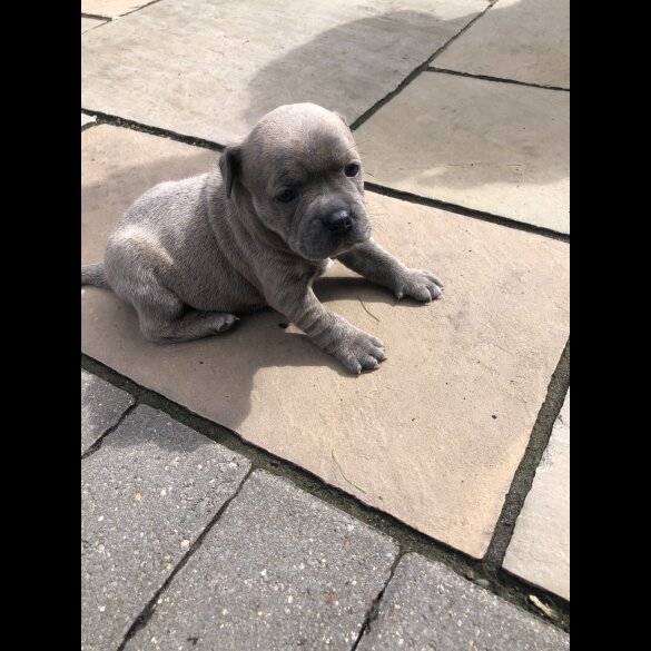 Staffordshire Bull Terrier - Both
