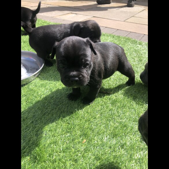 Staffordshire Bull Terrier - Both