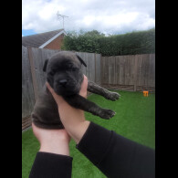 Staffordshire Bull Terrier - Both