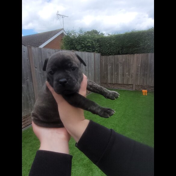 Staffordshire Bull Terrier - Both