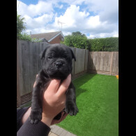 Staffordshire Bull Terrier - Both