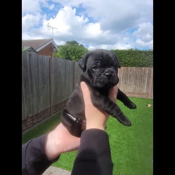 Staffordshire Bull Terrier - Both