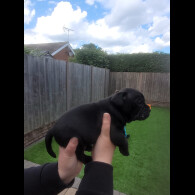 Staffordshire Bull Terrier - Both