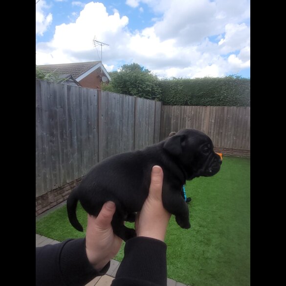 Staffordshire Bull Terrier - Both