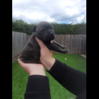 Staffordshire Bull Terrier - Both