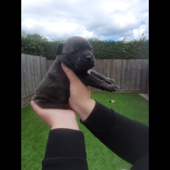 Staffordshire Bull Terrier - Both