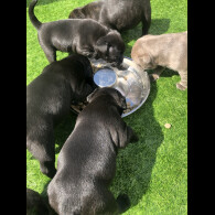 Staffordshire Bull Terrier - Both