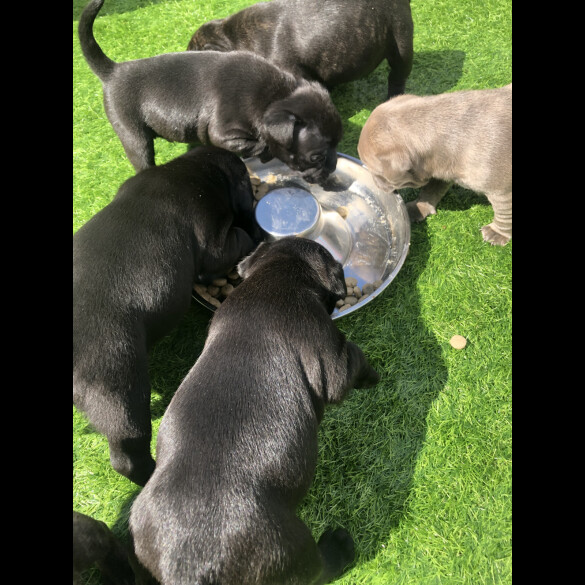 Staffordshire Bull Terrier - Both