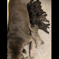 Staffordshire Bull Terrier - Both