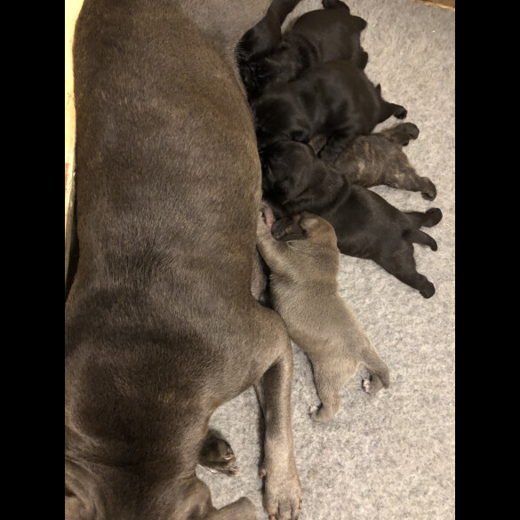 Staffordshire Bull Terrier - Both