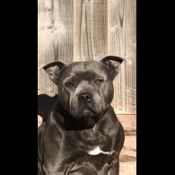 Staffordshire Bull Terrier - Both