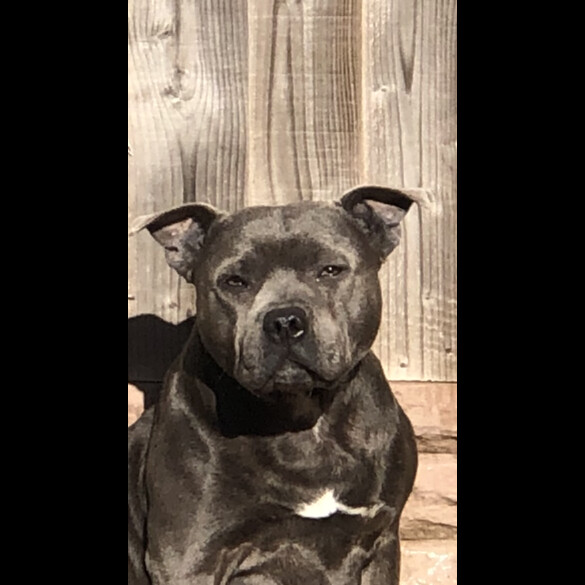 Staffordshire Bull Terrier - Both