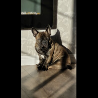 Staffordshire Bull Terrier - Both