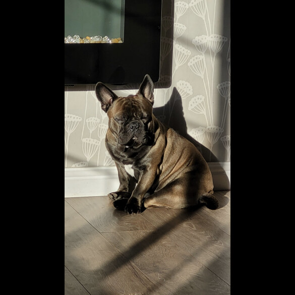 Staffordshire Bull Terrier - Both