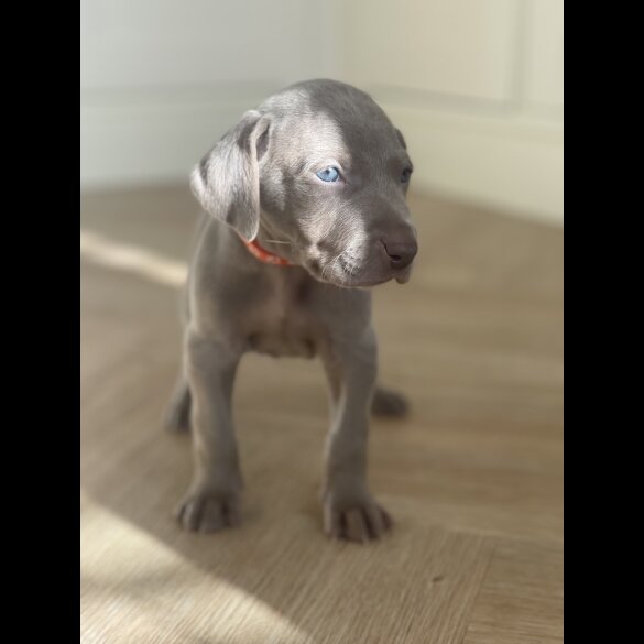 Weimaraner - Both